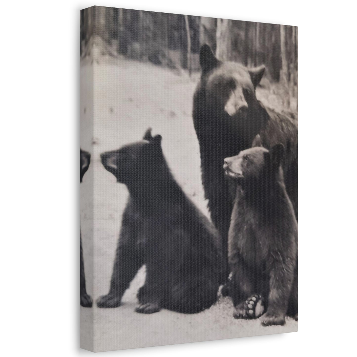 Yellowstone Black Bears Stretched Canvas