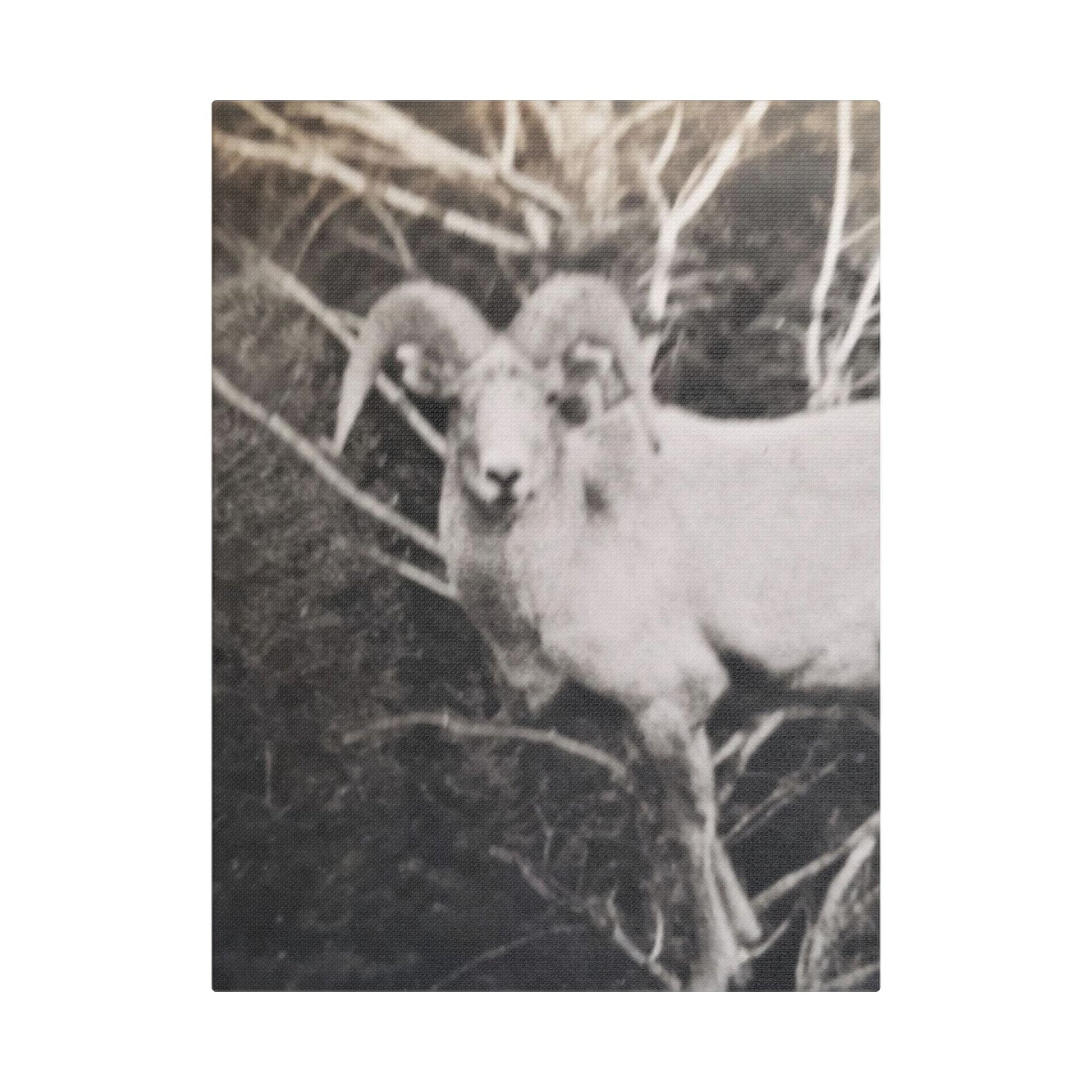 Yellowstone Big Horn Sheep Satin Canvas Stretched