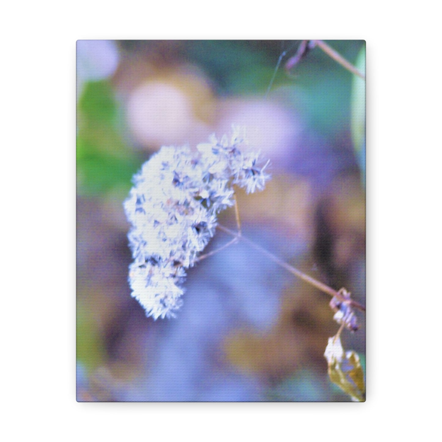 Macro Blue Canvas Gallery Wraps