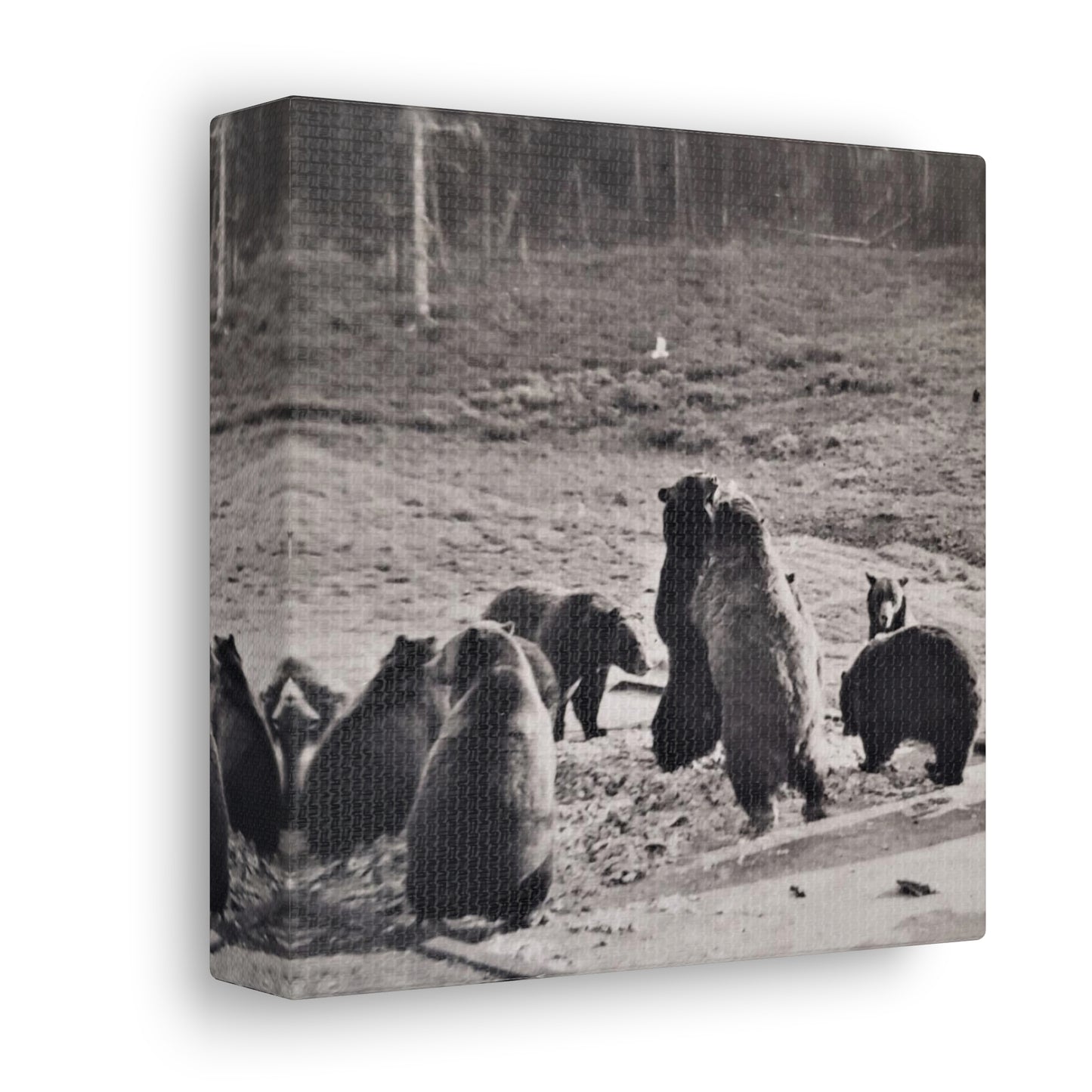 Yellowstone Grizzly Bears Canvas Gallery Wraps