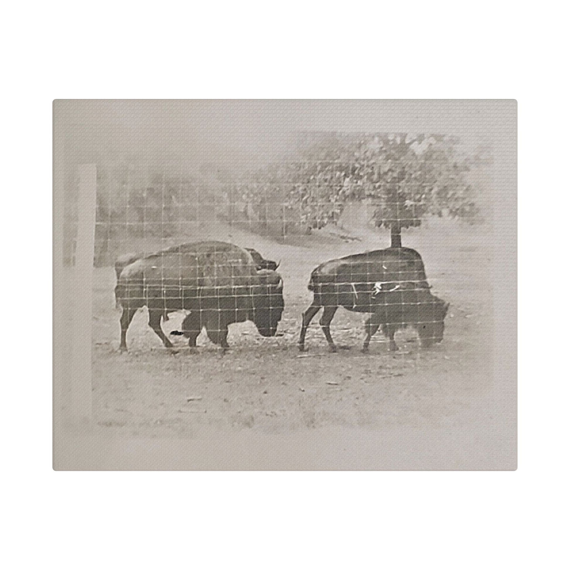 Buffalo at Redwood Falls Satin Canvas Stretched