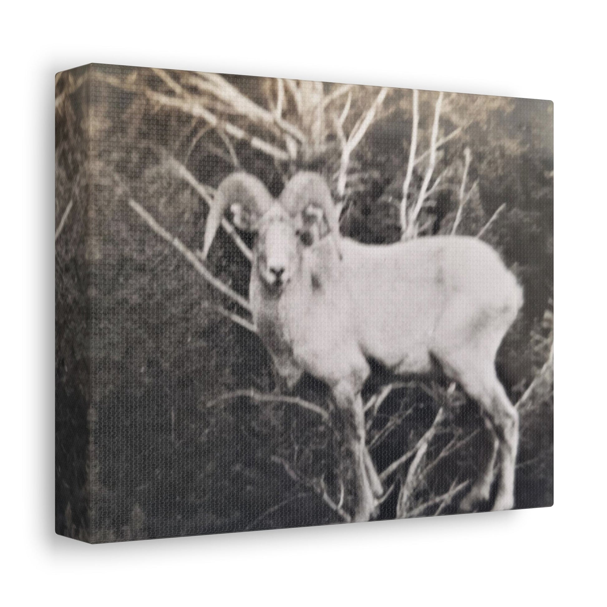 Yellowstone Big Horn Sheep Stretched Canvas