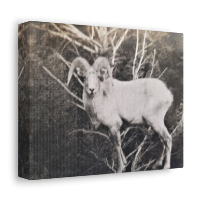 Yellowstone Big Horn Sheep Stretched Canvas