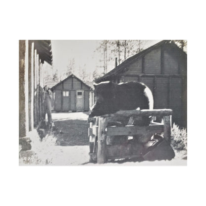 Yellowstone Bear Satin Canvas Stretched 24″ x 18″ (Horizontal) 1.5"