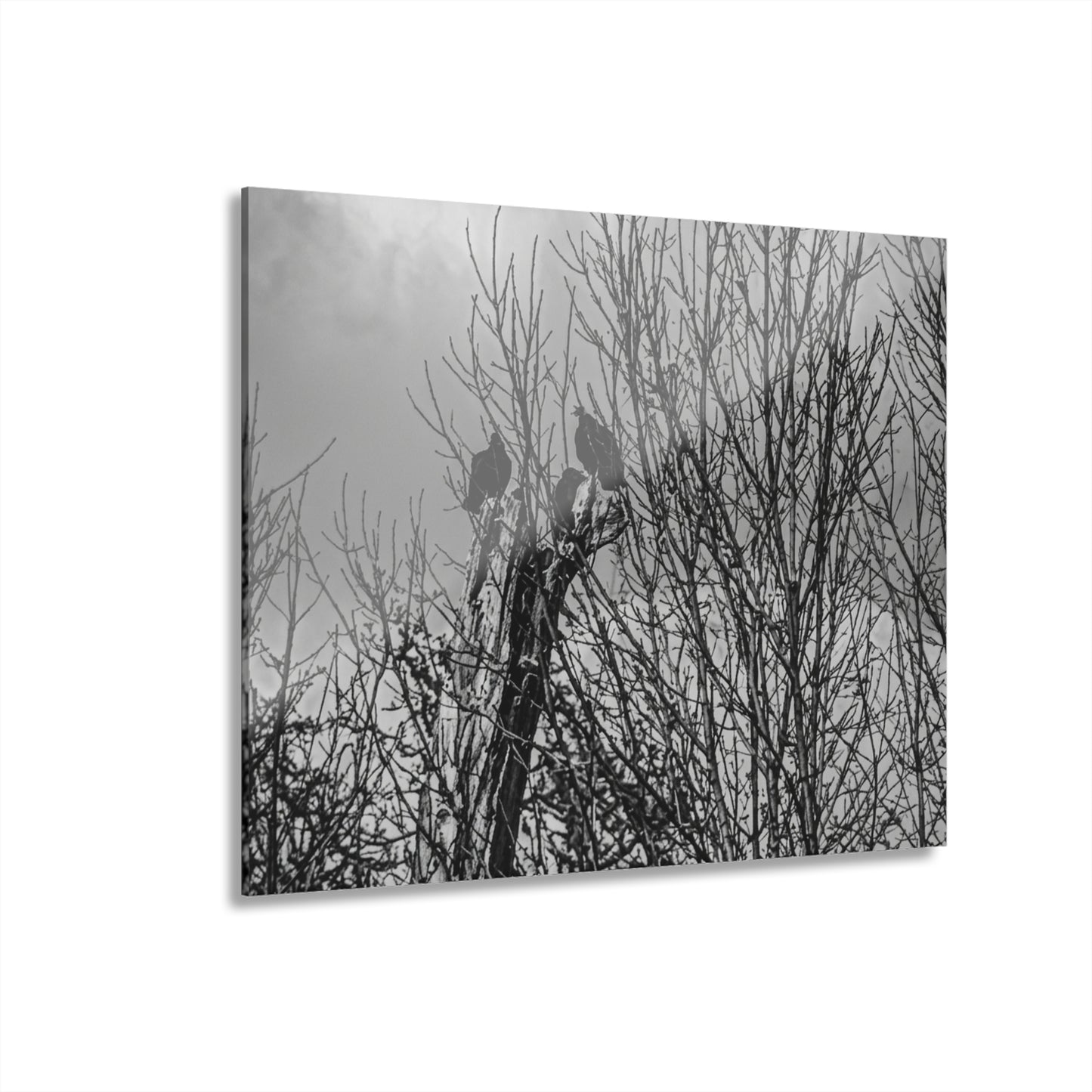 Black & White Buzzards in Winter Trees French Cleat Hanging - - Home Decor