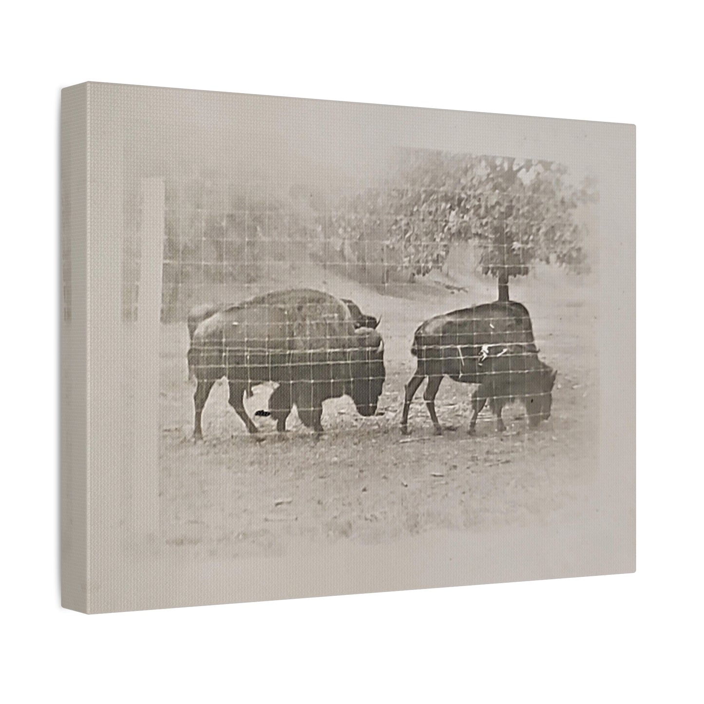 Buffalo at Redwood Falls Stretched Canvas