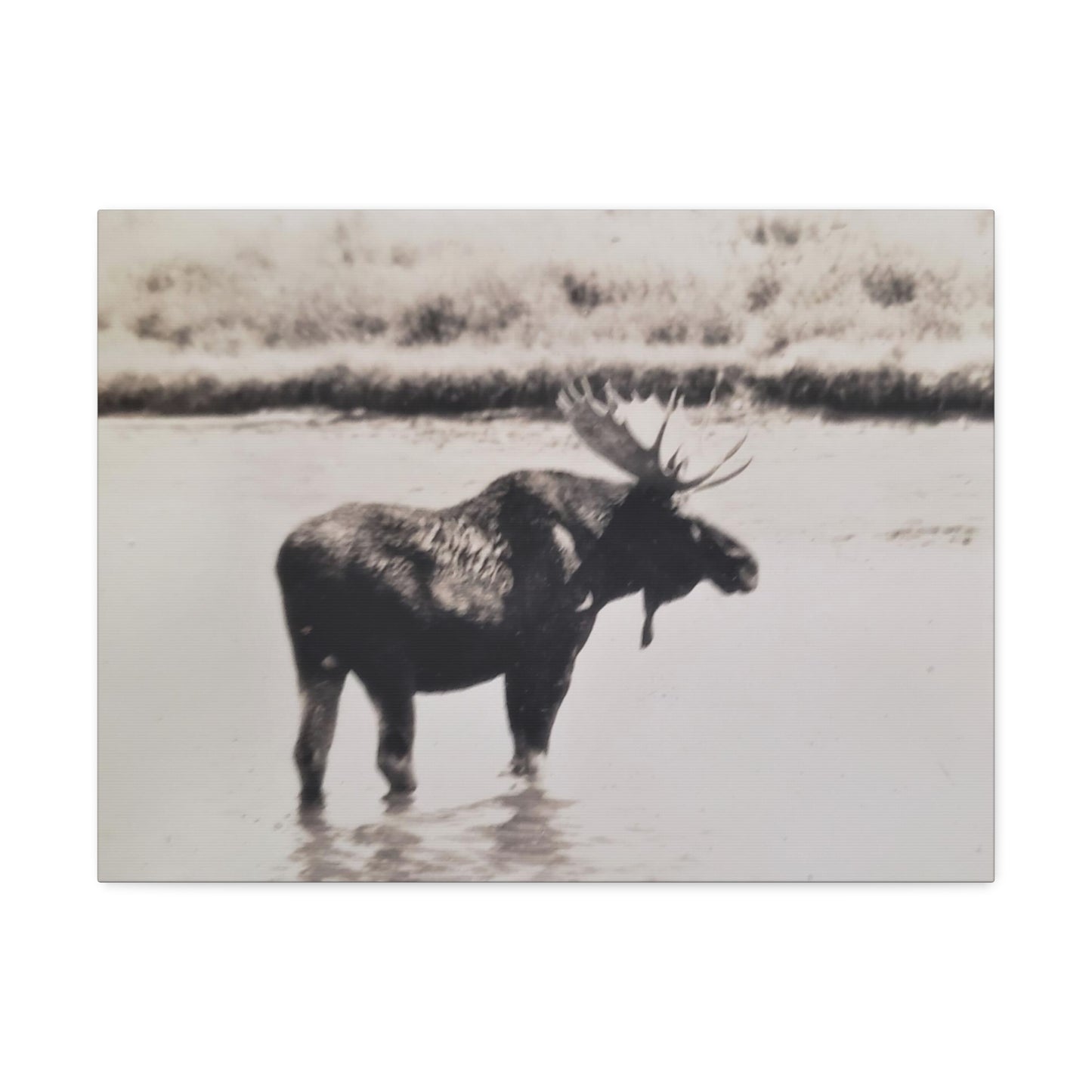 Yellowstone Bull Moose Stretched Canvas