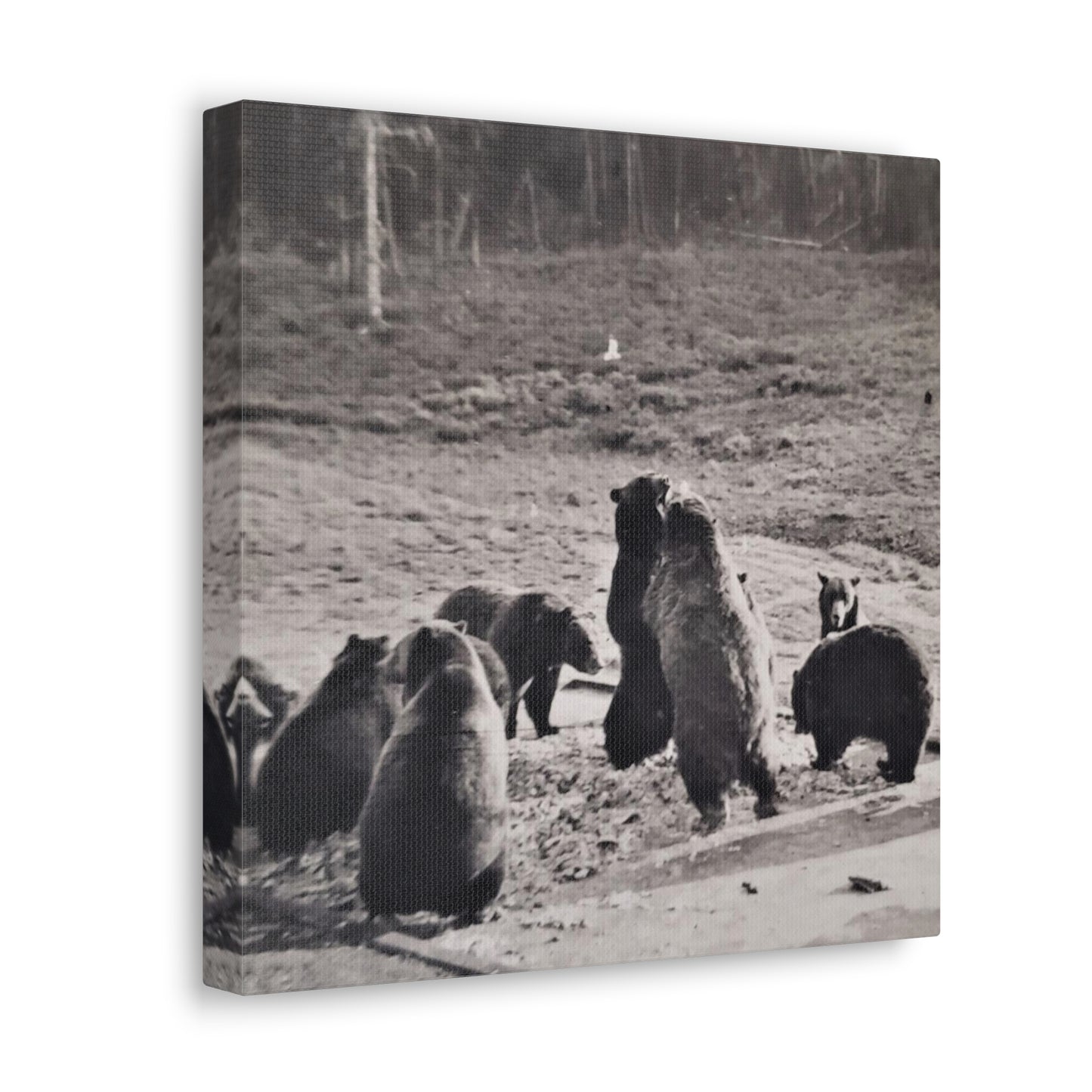 Yellowstone Grizzly Bears Canvas Gallery Wraps