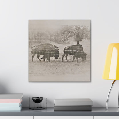 Buffalo at Redwood Falls Canvas Gallery Wraps 20″ x 20″ 1.25"