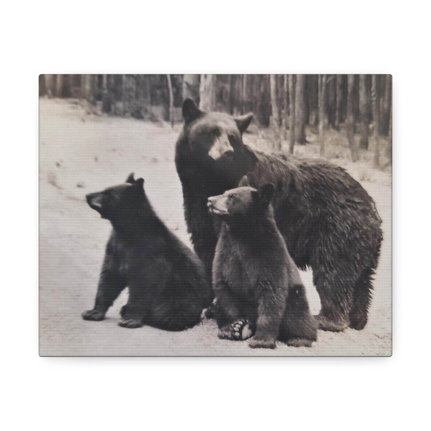 Yellowstone Black Bears Stretched Canvas