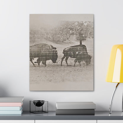 Buffalo at Redwood Falls Canvas Gallery Wraps 20″ x 24″ 1.25"