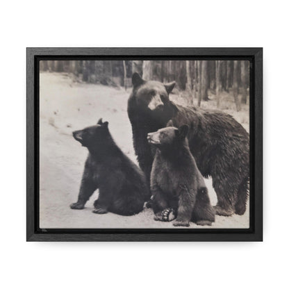 Yellowstone Black Bears Gallery Canvas Wraps