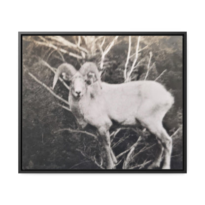 Yellowstone Big Horn Sheep Gallery Canvas Wraps, Horizontal Frame