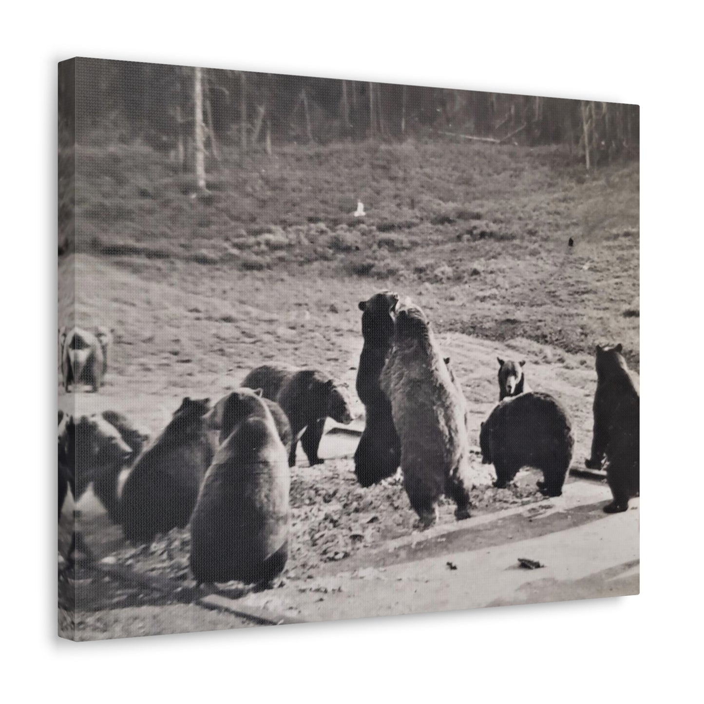 Yellowstone Grizzly Bears Canvas Gallery Wraps