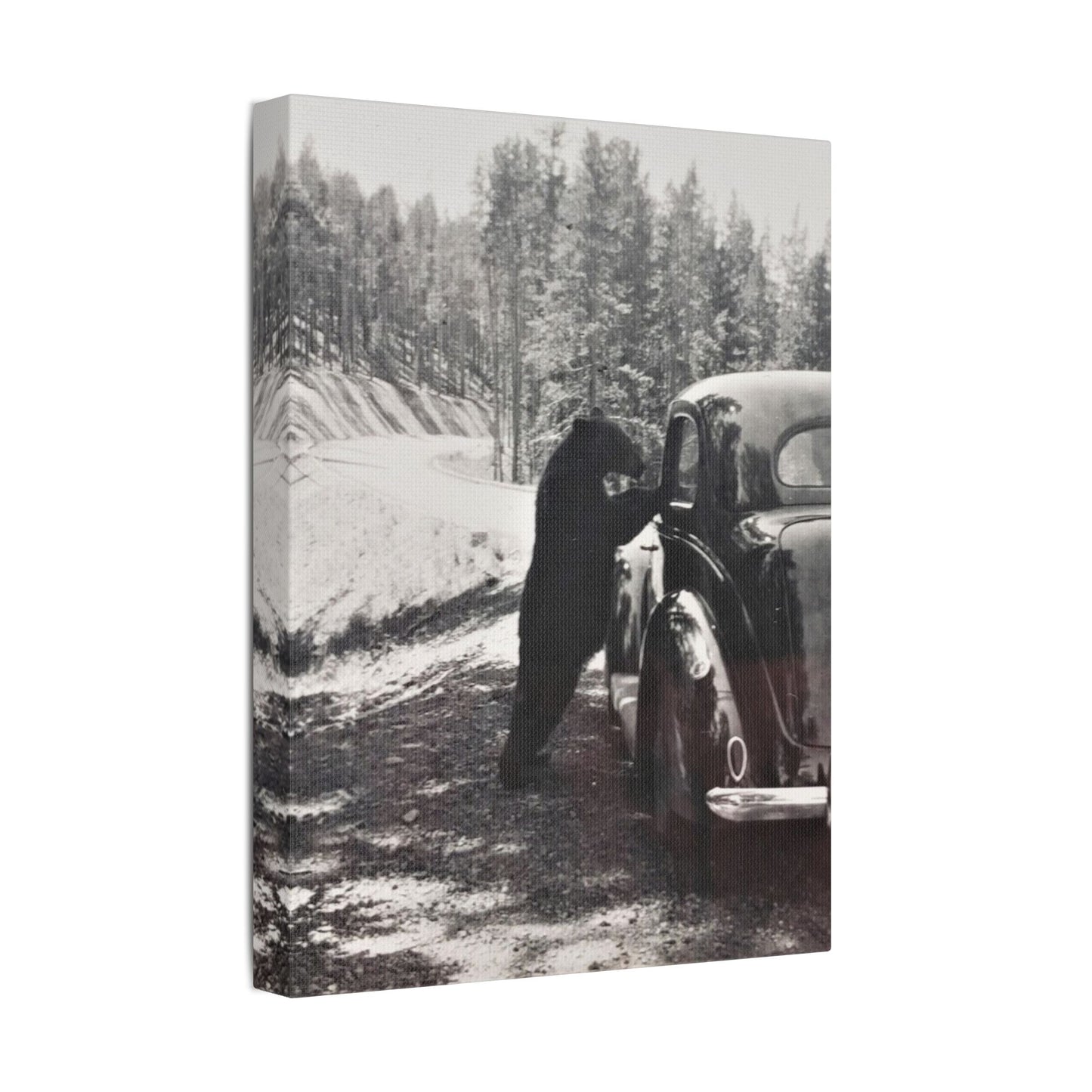 Yellowstone Bear Car Satin Canvas, Stretched