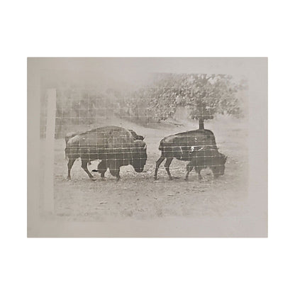 Buffalo at Redwood Falls Satin Canvas Stretched