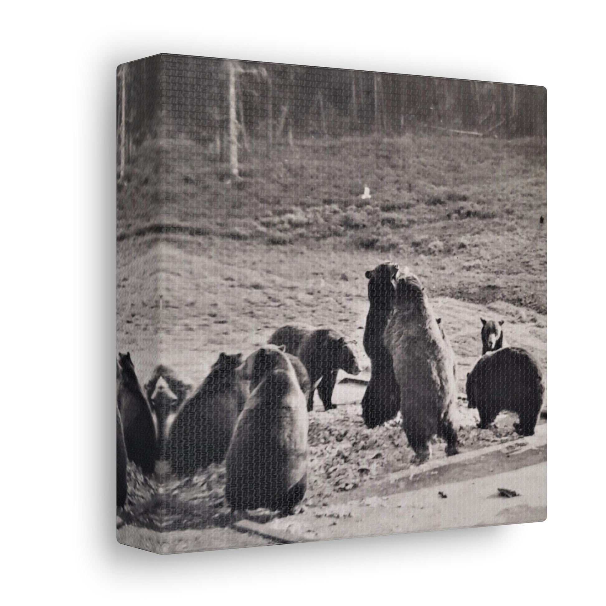 Yellowstone Grizzly Bears Canvas Gallery Wraps