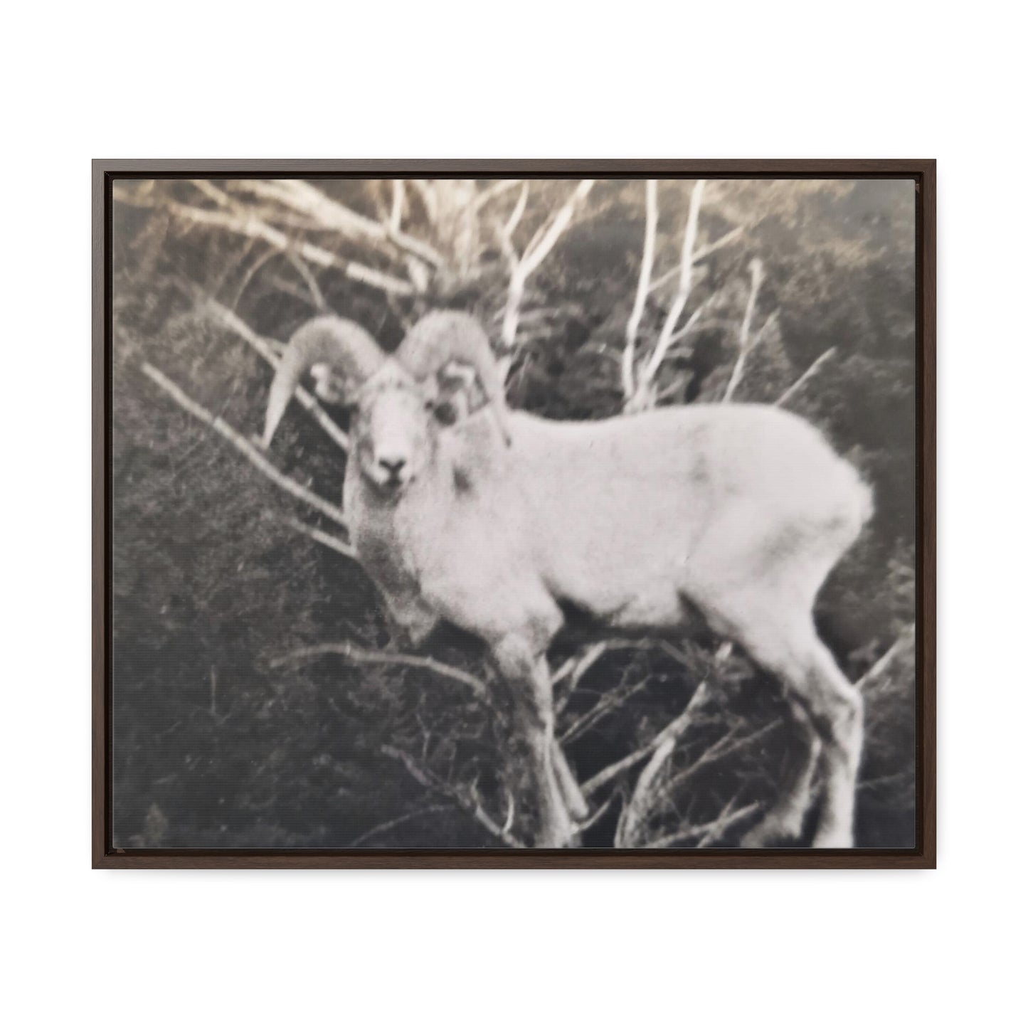 Yellowstone Big Horn Sheep Gallery Canvas Wraps, Horizontal Frame