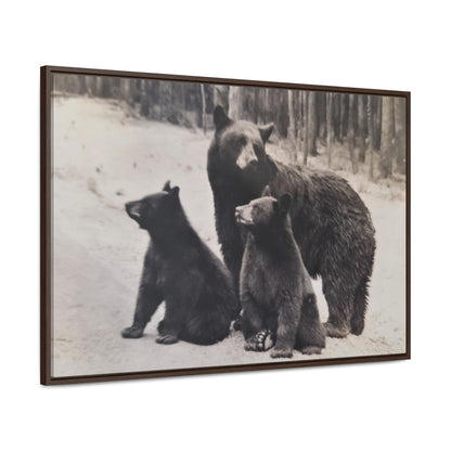 Yellowstone Black Bears Gallery Canvas Wraps