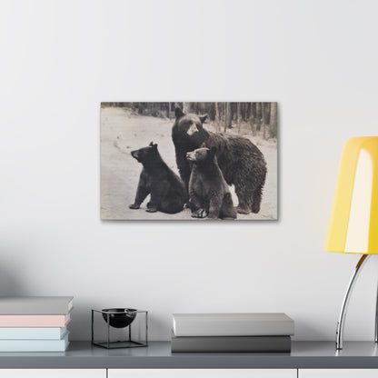 Yellowstone Black Bears Canvas Gallery Wraps 18″ x 12″ 1.25"
