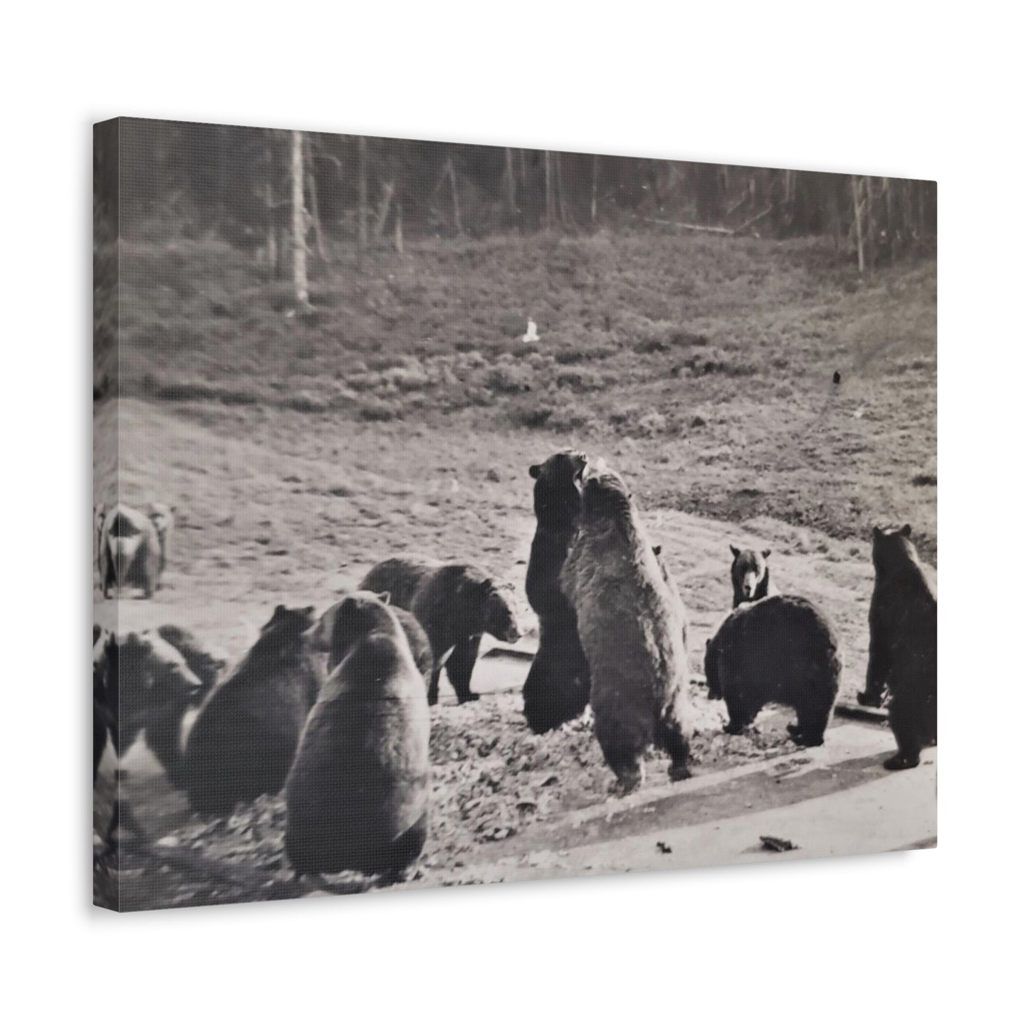 Yellowstone Grizzly Bears Stretched Canvas