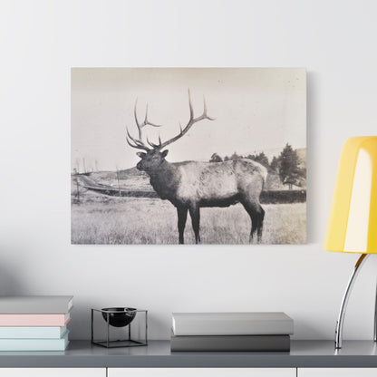 Yellowstone Bull Elk Satin Canvas Stretched 24″ x 18″ (Horizontal) 1.5"
