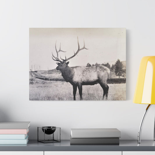 Yellowstone Bull Elk Satin Canvas Stretched - 24″ x 18″ (Horizontal) 1.5" - Canvas