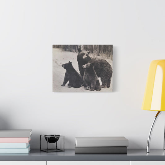 Yellowstone Black Bears Satin Canvas Stretched 14″ x 11″ (Horizontal) 1.5"