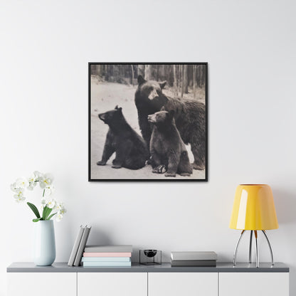 Yellowstone Black Bears Gallery Canvas Wraps Square Frame 30″ x 30″ Premium Gallery Wraps (1.25″) Black