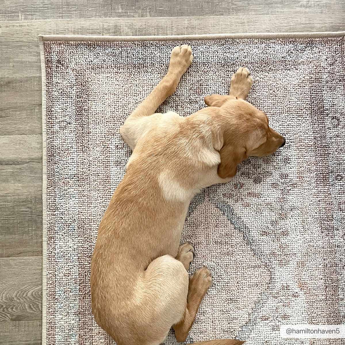 Analu Peach Washable Area Rug - - Rugs
