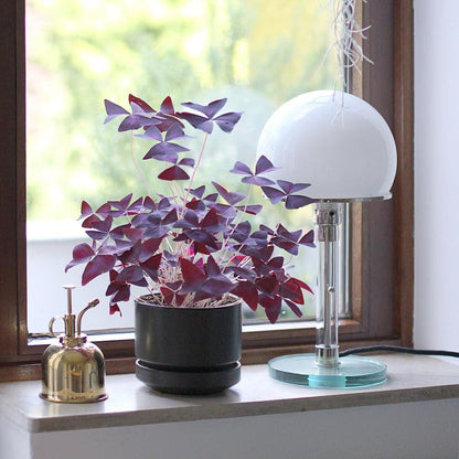 Bauhaus Table Lamp - - Table Lamp