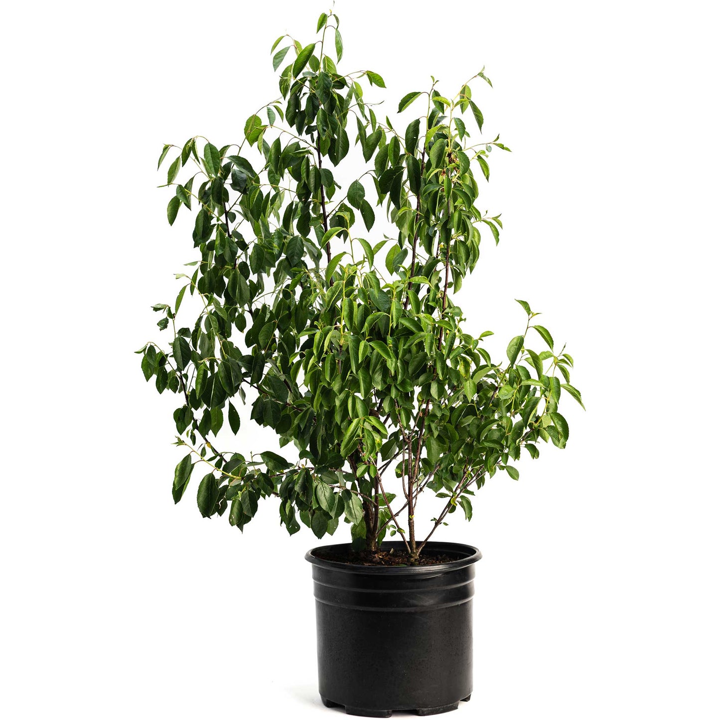Romeo and Juliet Cherry Trees - - Plant