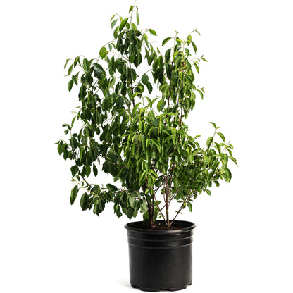 Romeo and Juliet Cherry Trees - - Plant