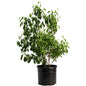Romeo and Juliet Cherry Trees - - Plant