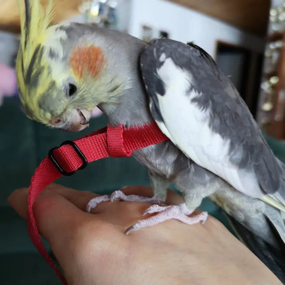 Anti-Bite Bird Harness and Leash