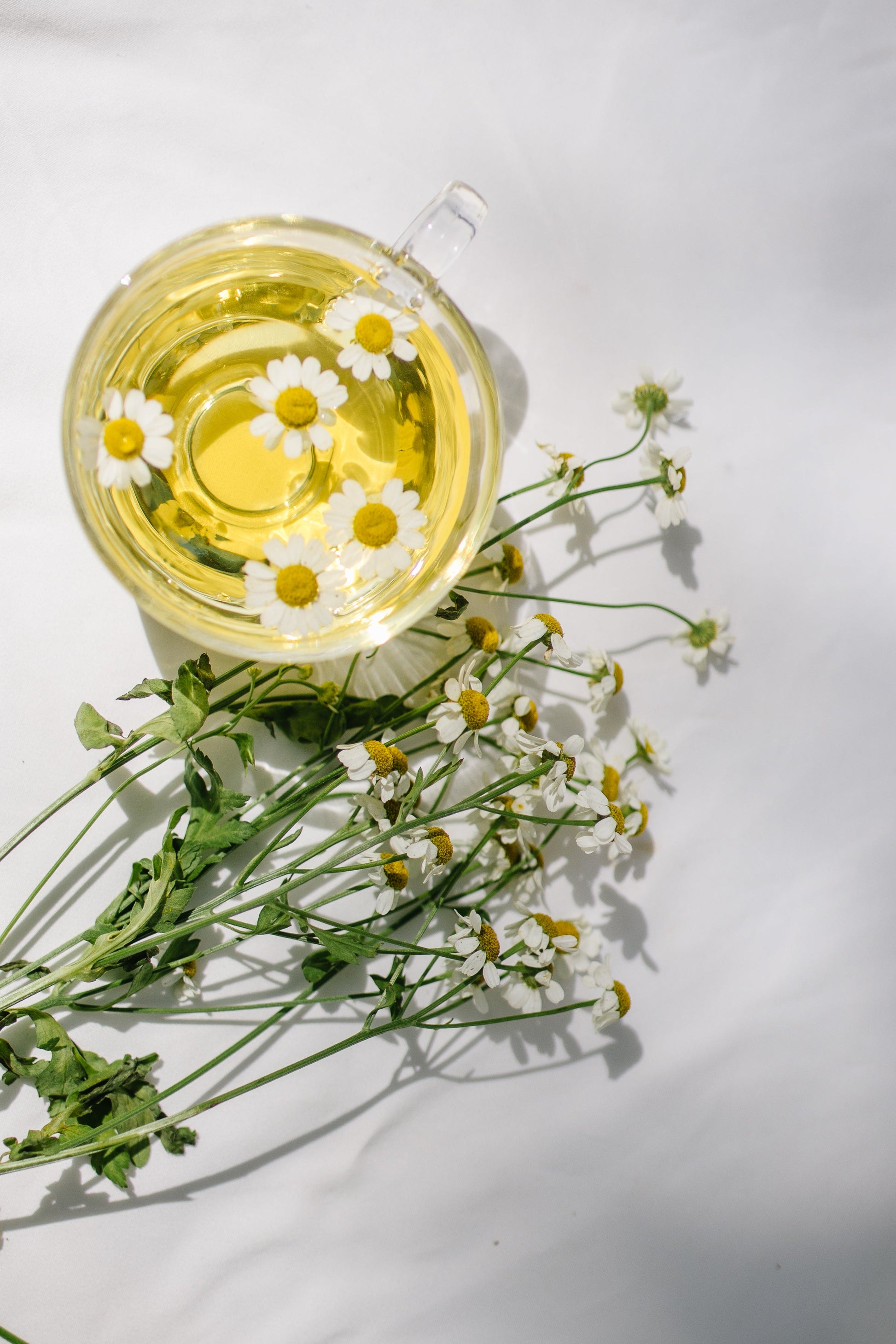 Soft Chamomile Medley Herbal Tea - - Tea