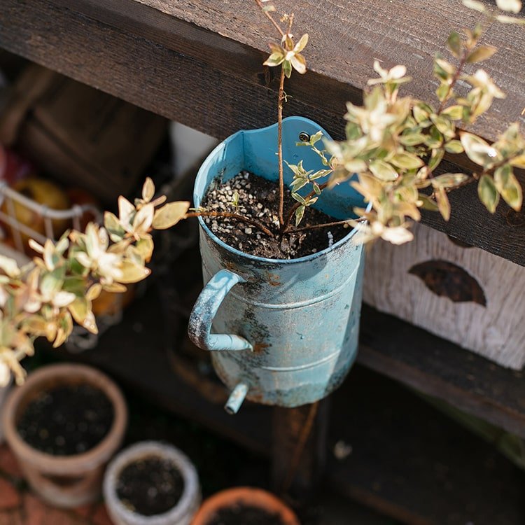 Rustic Blue Iron Flower Pot with Handle - -