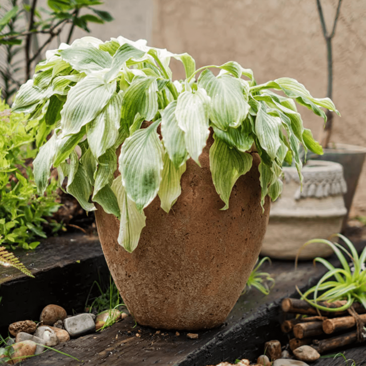 Distressed Cement Plant Pot - -