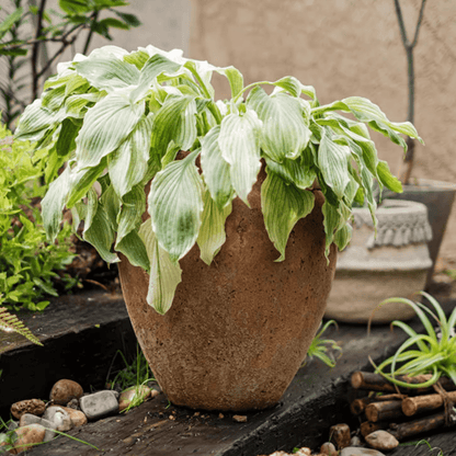 Distressed Cement Plant Pot - -