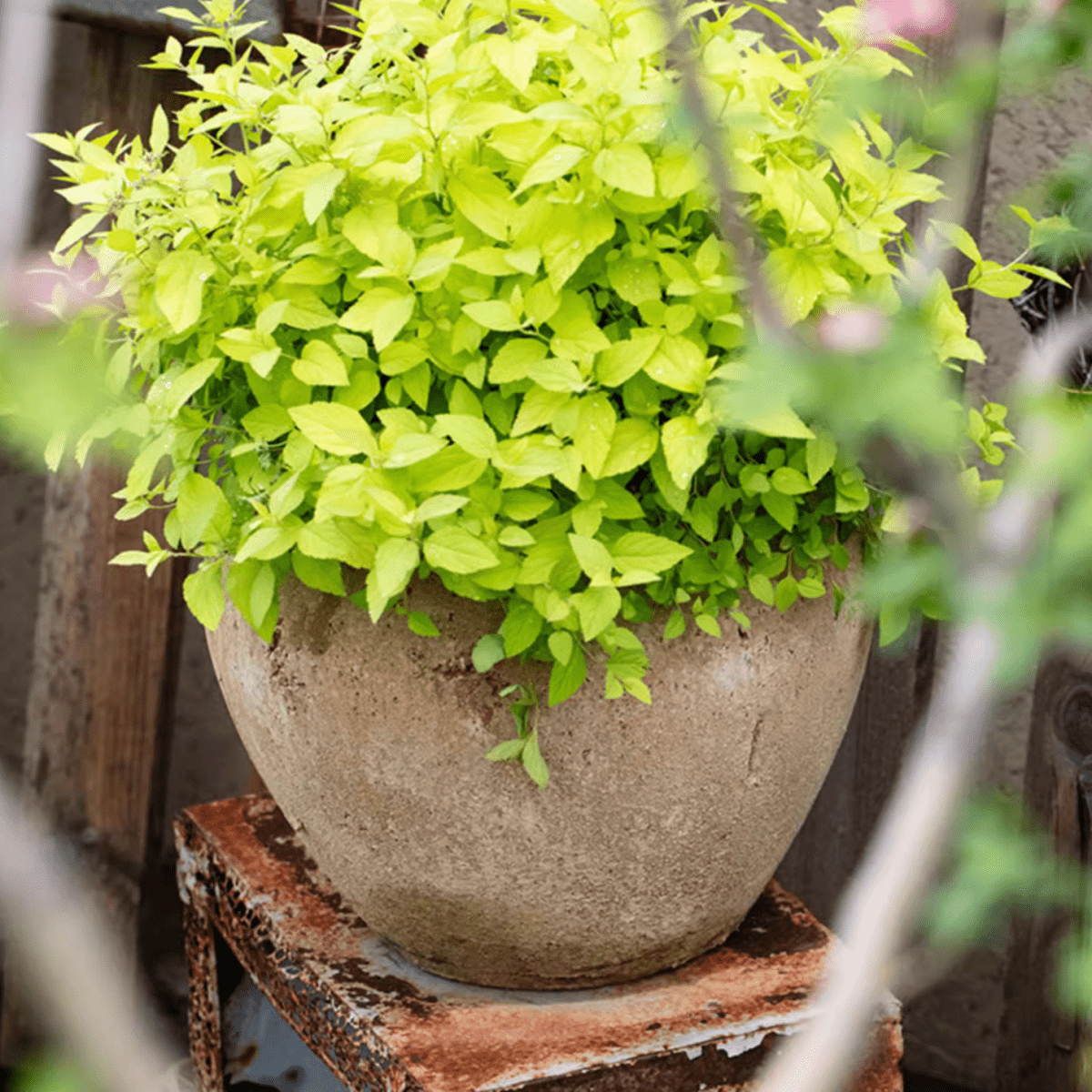 Distressed Cement Plant Pot - -