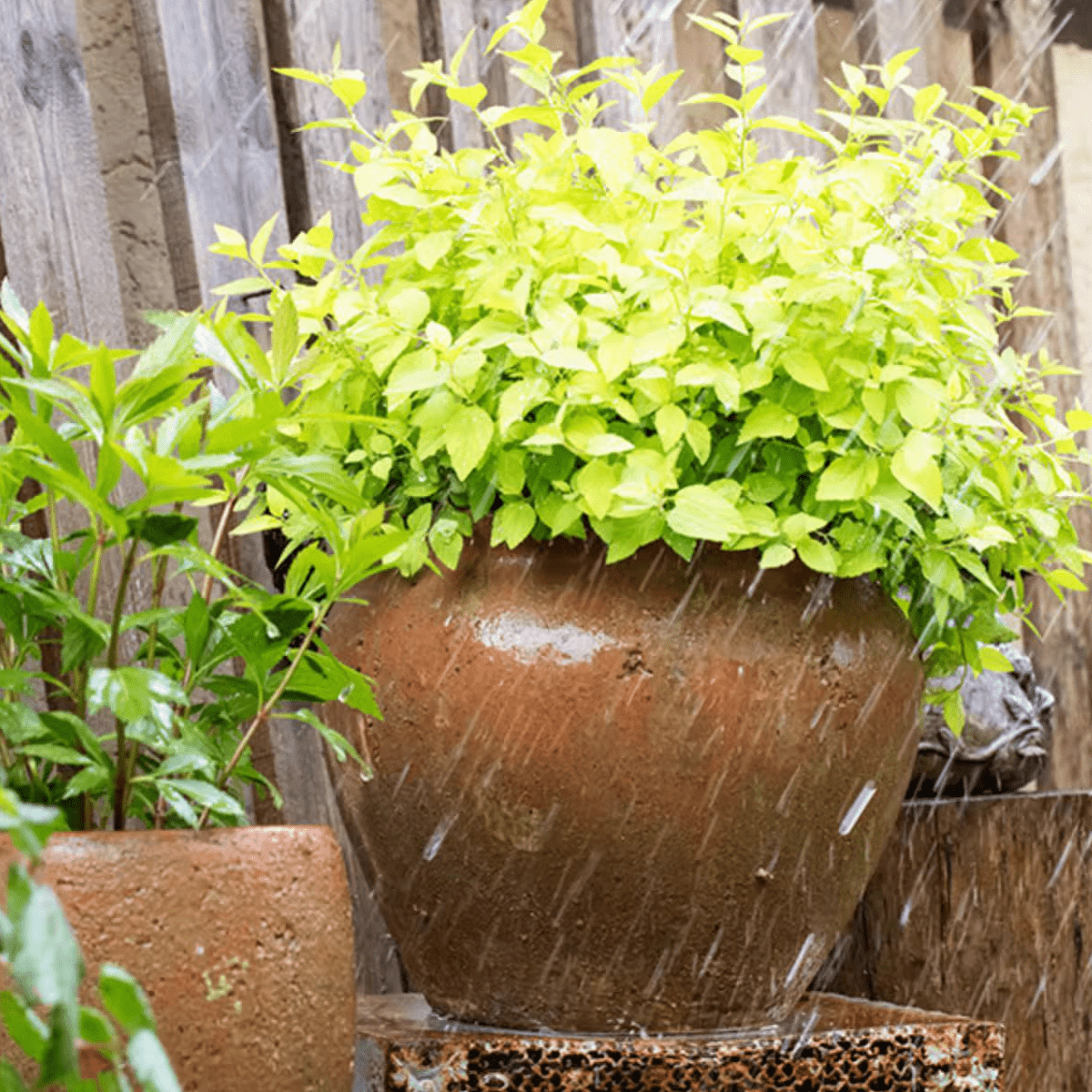 Distressed Cement Plant Pot - -