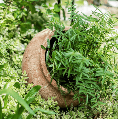 Distressed Cement Plant Pot - -
