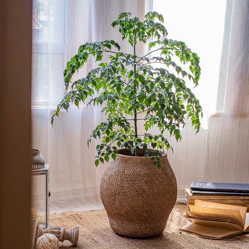 Large Basket Cement Pot Backyard Planter - -