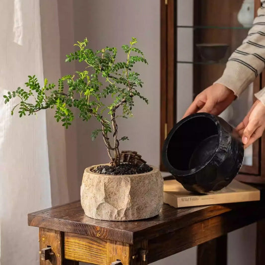 Mesa Cement Pot Planter - - Planter