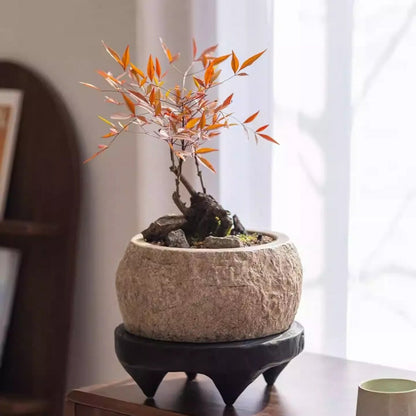 Mesa Cement Pot Planter - -
