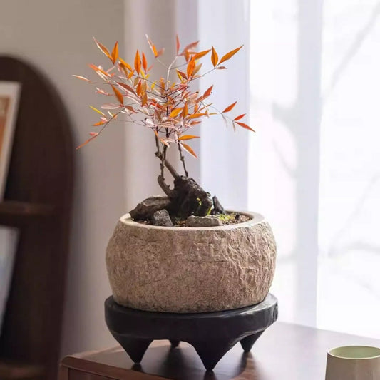 Mesa Cement Pot Planter - - Planter