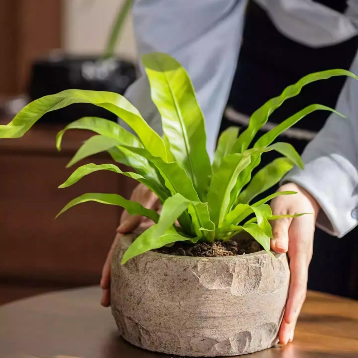 Mesa Cement Pot Planter - -