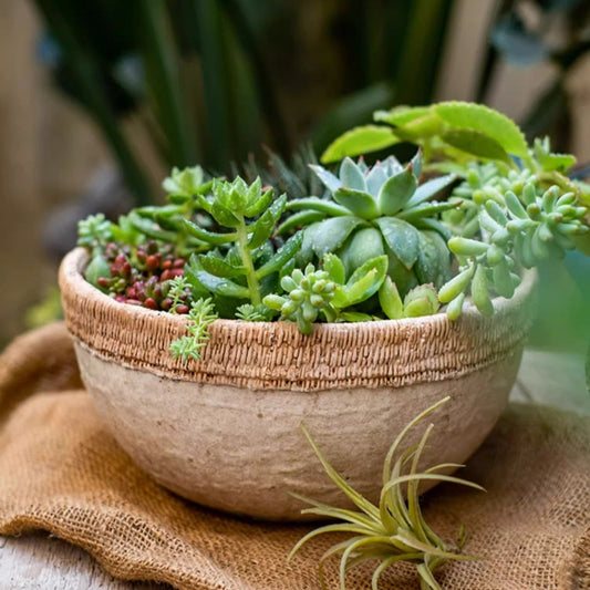 Rattan Pattern Edge Cement Planter - - planter