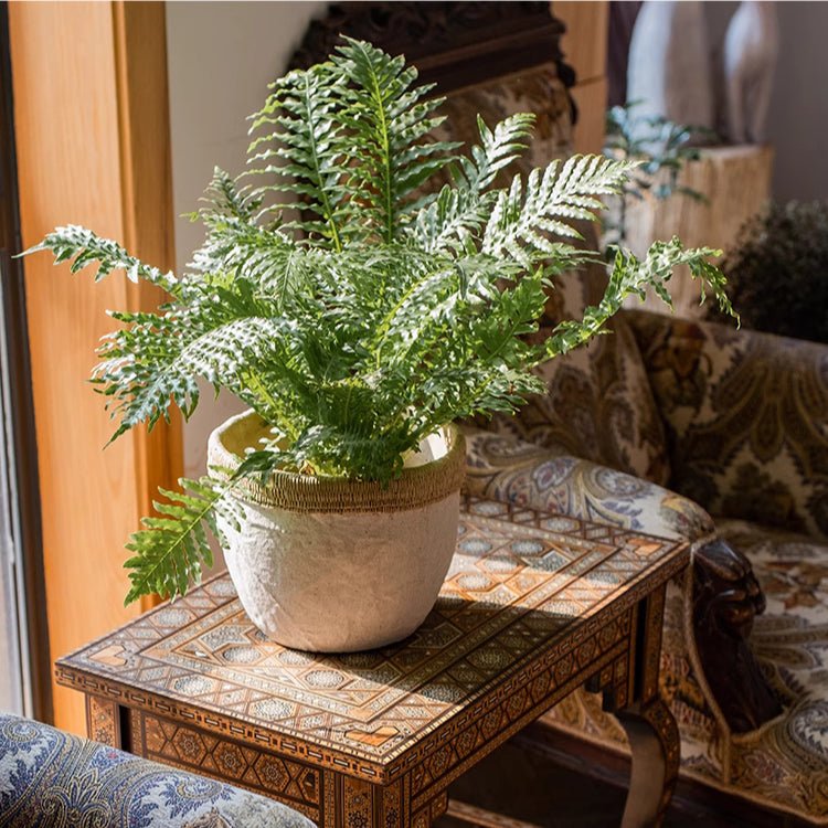 Rattan Pattern Edge Cement Planter - -
