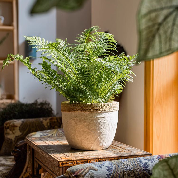 Rattan Pattern Edge Cement Planter - -